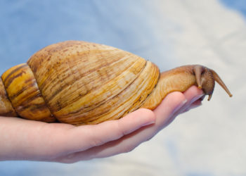 Quarantine Announced After Large Meningitis-Causing Snail Species Spotted in Florida