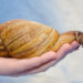 Quarantine Announced After Large Meningitis-Causing Snail Species Spotted in Florida