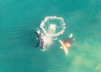 Drone Footage Shows Killer Whales Devouring Great White Shark