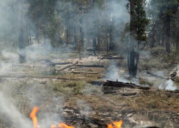 Alleged Wildfire Arsonist Arrested After Residents Tied Him to Tree