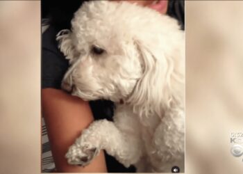 Dog Owner Suing PetSmart and Employees Over Poodle’s Death From Asphyxiation During Nail Trim