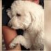 Dog Owner Suing PetSmart and Employees Over Poodle’s Death From Asphyxiation During Nail Trim