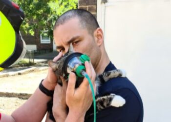 Cat Saved From London Fire Thanks To New Pet Oxygen Mask