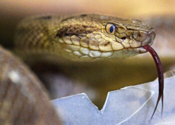Exotic Snakebites Have Spiked In The UK Over The Last Decade