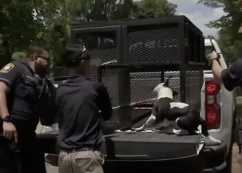 Man Arrested After His 7 Dogs Killed Elderly Man in Texas
