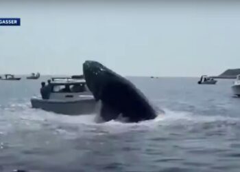 Wild Footage Shows Whale Emerging From Water and Landing on Boat Off Coast of Massachusetts