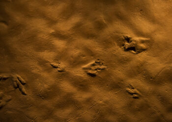 113 Million-Year-Old Dinosaur Tracks Uncovered After Drought Dries Up Texas River