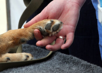 Dozens of Dogs Dead From Unidentified Illness in Michigan