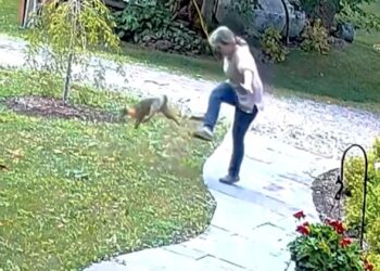 Video Shows Fox Infected With Rabies Attacking Woman