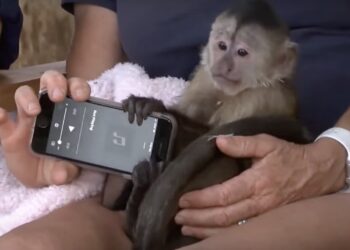 California Police Respond to 911 Call From Monkey Who Called on Stolen Zoo Phone
