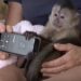 California Police Respond to 911 Call From Monkey Who Called on Stolen Zoo Phone