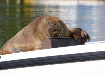 Beloved Walrus Named Freya Killed by Norwegian Government Over Safety Concerns