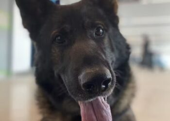 Two UK Men Jailed After Police Dog Sniffs Out AK47 Gun