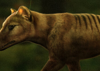Project Aims to ‘De-Extinct’ the Tasmanian Tiger After Humans Eradicated It Nearly a Century Ago