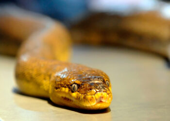2-Year-Old Kills Snake by Biting Back After It Bit Her Lip