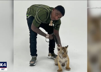 Dallas Police Seize Tiger Cub While Arresting Trapboy Freddy on Weapons Charge