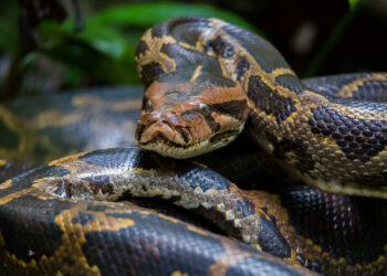 NYC Man Accused of Smuggling Burmese Pythons Over Border in His Pants