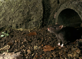 Chicago Named ‘Rattiest’ City in U.S. for Eighth Consecutive Year