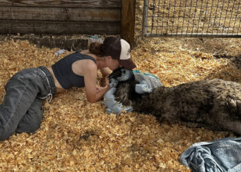TikTok-Famous Emu Emmanuel Sick With Avian Influenza, Caretaker Taylor Blake Says