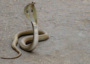 Poisonous Cobra Dies After Being Bitten to Death By 8-Year-Old Boy