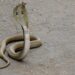 Poisonous Cobra Dies After Being Bitten to Death By 8-Year-Old Boy