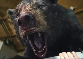 ‘Cocaine Bear’ Movie Inspired by True Events Gets Wild Trailer Showing Animal Go on Rampage
