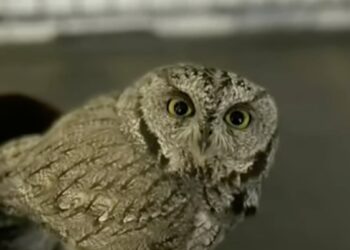 Man Arrested on DUI Charges in Arizona Was Driving With an Owl in His Car