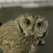 Man Arrested on DUI Charges in Arizona Was Driving With an Owl in His Car