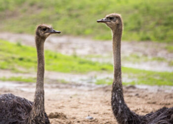 About 20 Escaped Ostriches Were on the Loose in Alberta