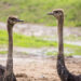 About 20 Escaped Ostriches Were on the Loose in Alberta