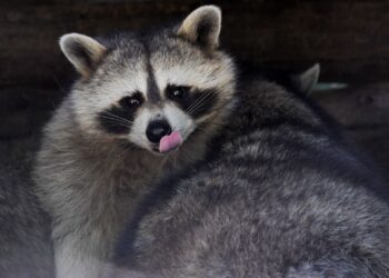 A Raccoon Distemper Outbreak Has Been Declared in the Toronto Area