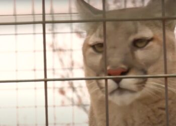 Senate Unanimously Passes Big Cat Public Safety Act After ‘Tiger King’ Boosts Awareness