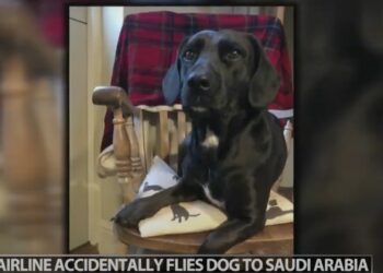Tennessee Family Wants Answers After Airline Sent Dog to Saudi Arabia Instead of Nashville