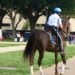 Florida Man Charged With Battery After Slapping Police Horse’s Butt