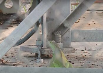 Florida Iguana Causes ‘Large Scale’ Power Outage