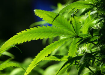 Laval Police Seize Over $8 Million of Cannabis At Illegal Plantations