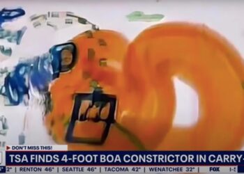 TSA Finds Massive Boa Constrictor in Passenger’s Carry-On Bag