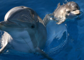 Dolphins Filmed Swimming in Bronx River, NYC Parks Says Effort to Restore ‘Healthy Habitat Is Working’