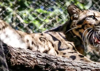 Dallas Zoo Shuts Down to Search for Missing Leopard