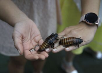 Toronto Zoo is Offering Naming Cockroaches for a Valentine’s Day Gift