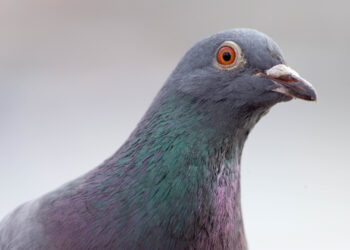 Pigeon Wearing ‘Backpack’ Full of Meth Caught at a British Columbia Prison Yard