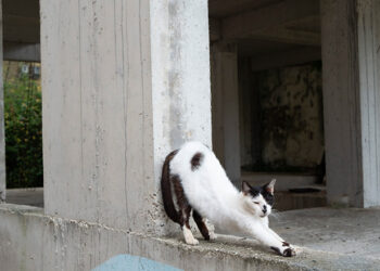 Man Who Reportedly Beheaded 20 Cats In North London Pleads Not Guilty To Cruelty Charge