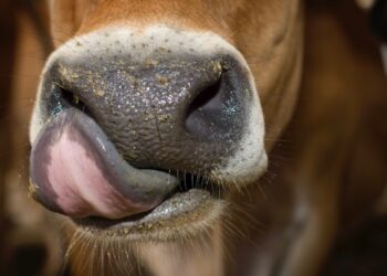 China Reportedly Cloned 3 ‘Super Cows’ Able to Produce High Quantities of Milk