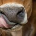 China Reportedly Cloned 3 ‘Super Cows’ Able to Produce High Quantities of Milk