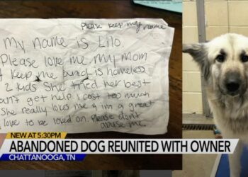 Homeless Woman Who Left Heartbreaking Note on Dog’s Collar Reunited With Beloved Pet by Animal Shelter