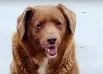 30-Year-Old Dog Named Bobi Declared World’s Oldest Living Dog and Oldest Dog Ever