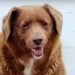30-Year-Old Dog Named Bobi Declared World’s Oldest Living Dog and Oldest Dog Ever