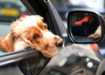 Florida Bill Could Prohibit Dogs From Sticking Heads Out Car Windows