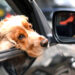 Florida Bill Could Prohibit Dogs From Sticking Heads Out Car Windows