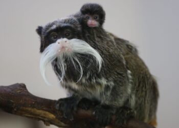 Dallas Man Charged With Stealing Two Monkeys From Zoo After Being Arrested at Aquarium